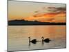 Two Swans Glide across Lake Chiemsee at Sunset near Seebruck, Germany-Diether Endlicher-Mounted Photographic Print