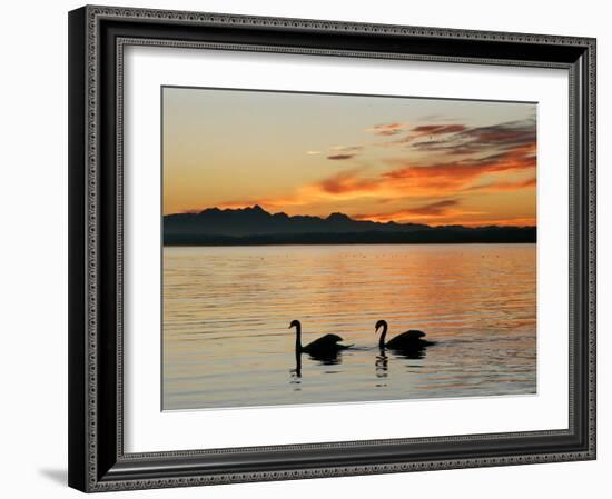 Two Swans Glide across Lake Chiemsee at Sunset near Seebruck, Germany-Diether Endlicher-Framed Photographic Print