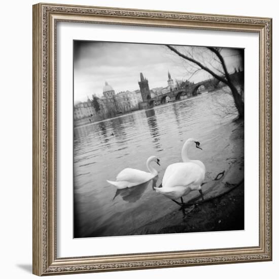 Two Swans in a River, Vltava River, Prague, Czech Republic-null-Framed Photographic Print