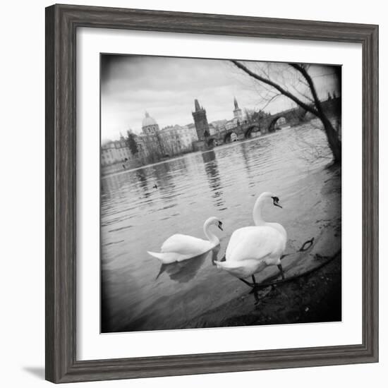 Two Swans in a River, Vltava River, Prague, Czech Republic-null-Framed Photographic Print