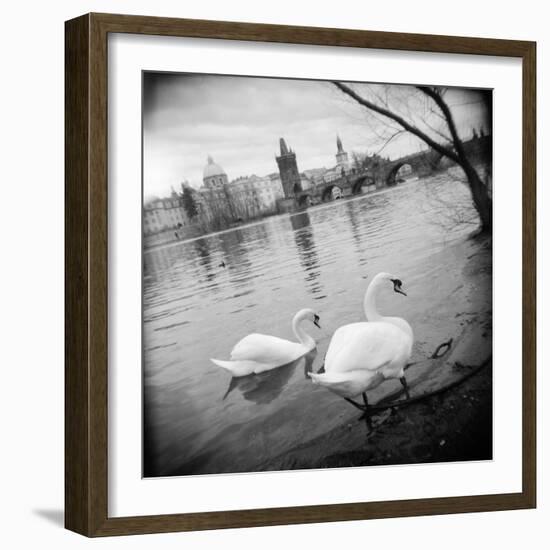 Two Swans in a River, Vltava River, Prague, Czech Republic-null-Framed Photographic Print