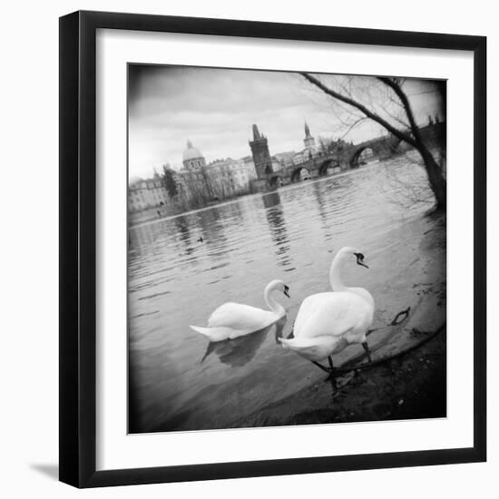 Two Swans in a River, Vltava River, Prague, Czech Republic-null-Framed Photographic Print