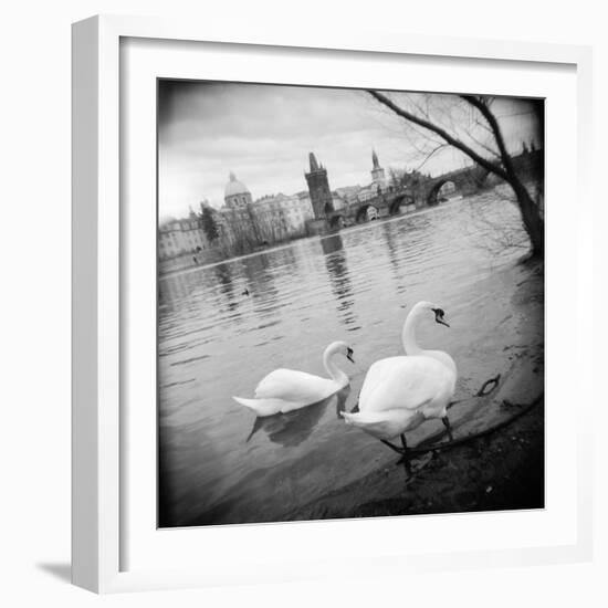 Two Swans in a River, Vltava River, Prague, Czech Republic-null-Framed Photographic Print