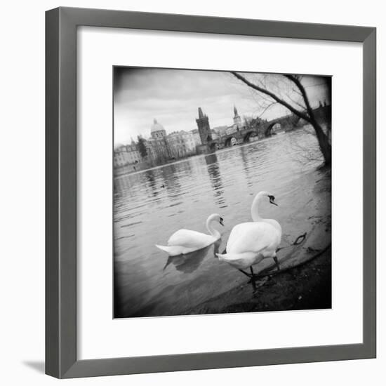 Two Swans in a River, Vltava River, Prague, Czech Republic-null-Framed Photographic Print