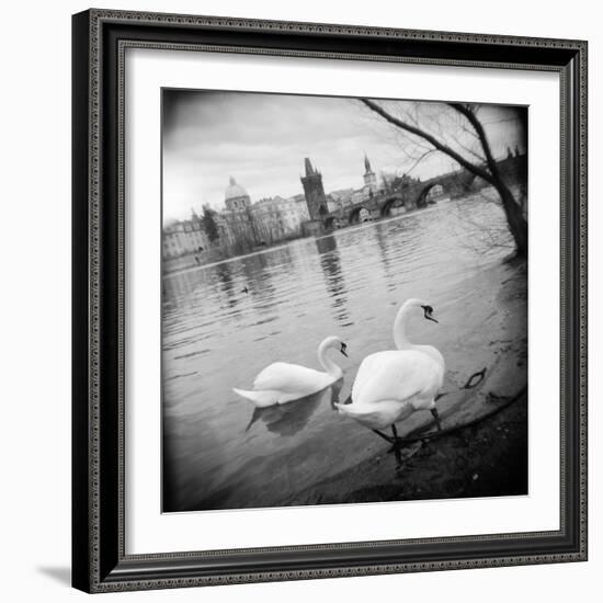 Two Swans in a River, Vltava River, Prague, Czech Republic-null-Framed Photographic Print