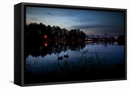 Two Swans in the Lake in Ibirapuera Park at Dusk-Alex Saberi-Framed Premier Image Canvas