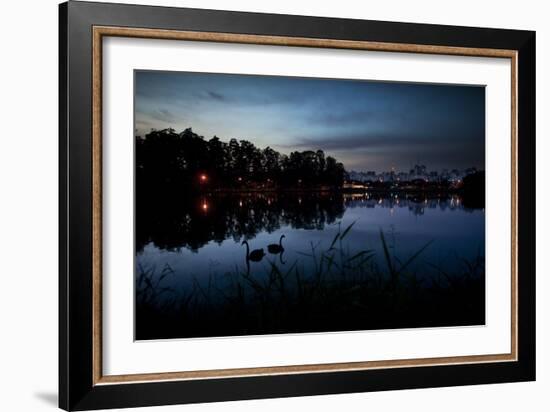 Two Swans in the Lake in Ibirapuera Park at Dusk-Alex Saberi-Framed Photographic Print