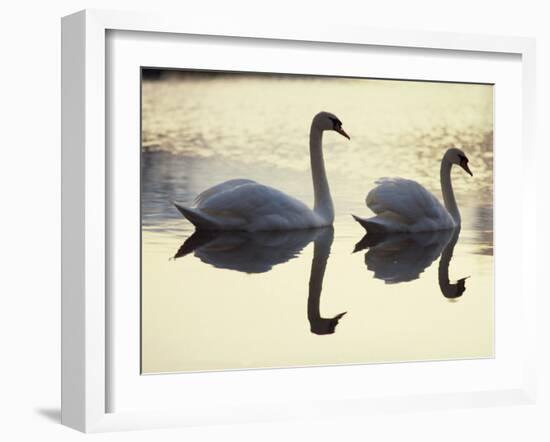 Two Swans on Water at Dusk, Dorset, England, United Kingdom, Europe-Dominic Harcourt-webster-Framed Photographic Print