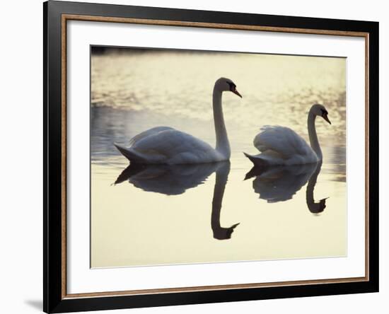 Two Swans on Water at Dusk, Dorset, England, United Kingdom, Europe-Dominic Harcourt-webster-Framed Photographic Print