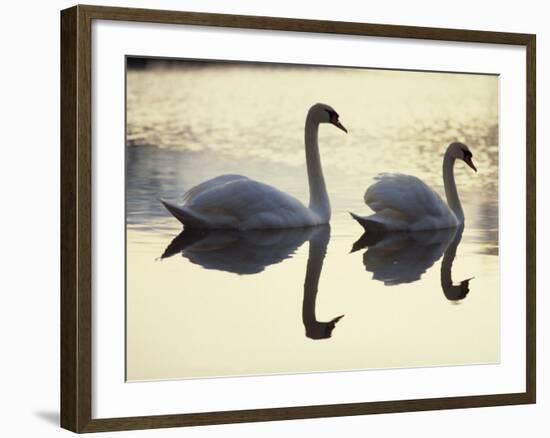 Two Swans on Water at Dusk, Dorset, England, United Kingdom, Europe-Dominic Harcourt-webster-Framed Photographic Print