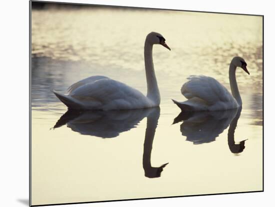 Two Swans on Water at Dusk, Dorset, England, United Kingdom, Europe-Dominic Harcourt-webster-Mounted Photographic Print