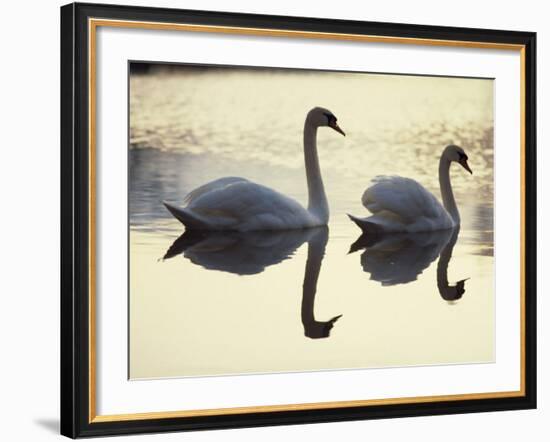 Two Swans on Water at Dusk, Dorset, England, United Kingdom, Europe-Dominic Harcourt-webster-Framed Photographic Print