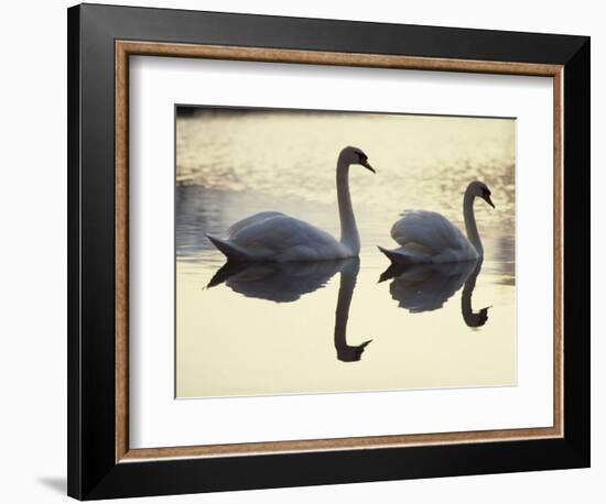 Two Swans on Water at Dusk, Dorset, England, United Kingdom, Europe-Dominic Harcourt-webster-Framed Premium Photographic Print