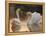 Two Swans on Water-Robert Harding-Framed Premier Image Canvas