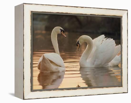 Two Swans on Water-Robert Harding-Framed Premier Image Canvas