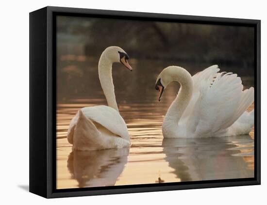 Two Swans on Water-Robert Harding-Framed Premier Image Canvas