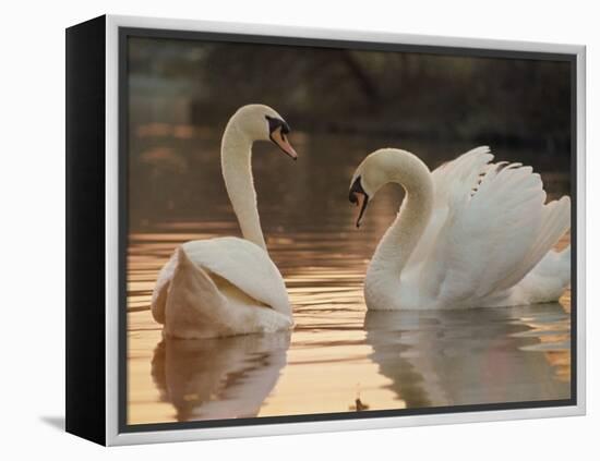 Two Swans on Water-Robert Harding-Framed Premier Image Canvas