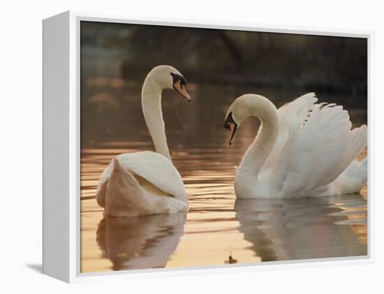 Two Swans on Water-Robert Harding-Framed Premier Image Canvas