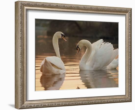 Two Swans on Water-Robert Harding-Framed Photographic Print