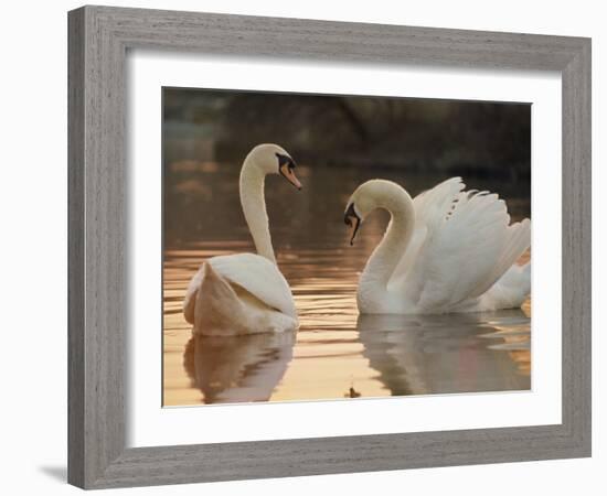 Two Swans on Water-Robert Harding-Framed Photographic Print