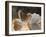 Two Swans on Water-Robert Harding-Framed Photographic Print