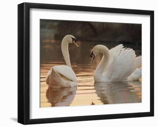 Two Swans on Water-Robert Harding-Framed Photographic Print