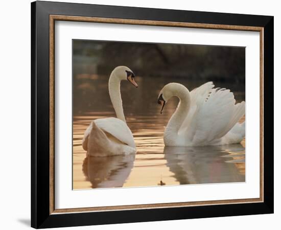 Two Swans on Water-Robert Harding-Framed Photographic Print