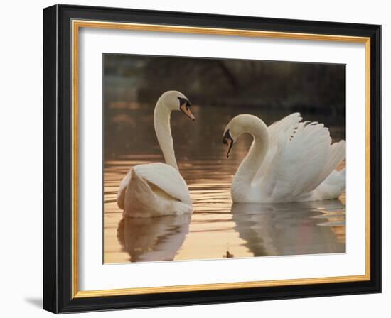 Two Swans on Water-Robert Harding-Framed Photographic Print