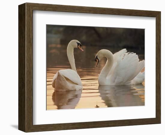 Two Swans on Water-Robert Harding-Framed Photographic Print