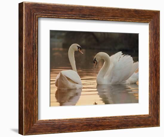 Two Swans on Water-Robert Harding-Framed Photographic Print