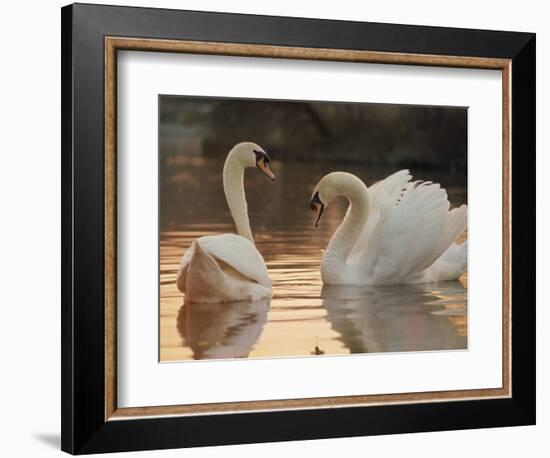 Two Swans on Water-Robert Harding-Framed Photographic Print