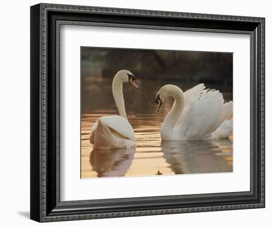 Two Swans on Water-Robert Harding-Framed Photographic Print