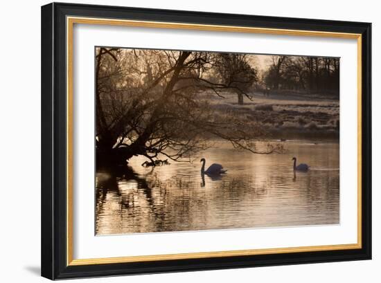 Two Swans Swim across a Misty Pond in Richmond Park at Sunrise in Winter-Alex Saberi-Framed Photographic Print