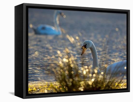 Two Swans Swim on a Pond in Richmond Park on a Sunny Morning-Alex Saberi-Framed Premier Image Canvas