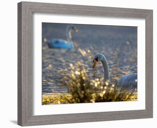 Two Swans Swim on a Pond in Richmond Park on a Sunny Morning-Alex Saberi-Framed Photographic Print