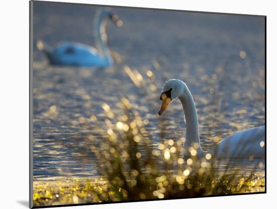 Two Swans Swim on a Pond in Richmond Park on a Sunny Morning-Alex Saberi-Mounted Photographic Print