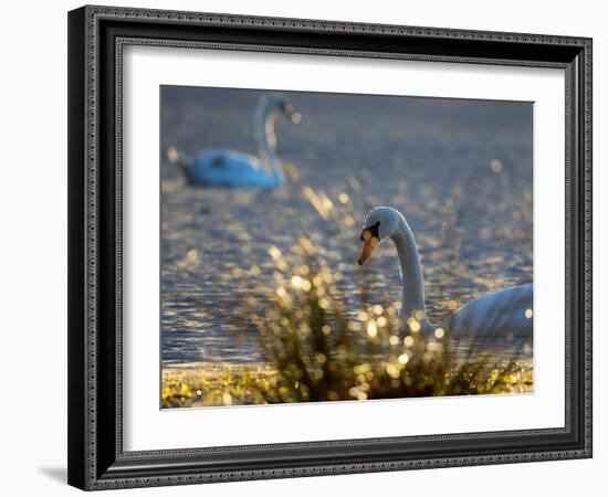 Two Swans Swim on a Pond in Richmond Park on a Sunny Morning-Alex Saberi-Framed Photographic Print