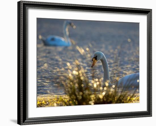 Two Swans Swim on a Pond in Richmond Park on a Sunny Morning-Alex Saberi-Framed Photographic Print