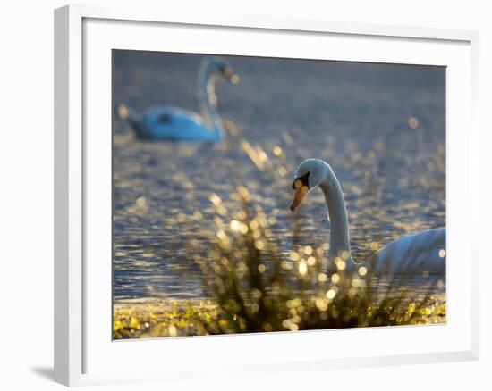 Two Swans Swim on a Pond in Richmond Park on a Sunny Morning-Alex Saberi-Framed Photographic Print