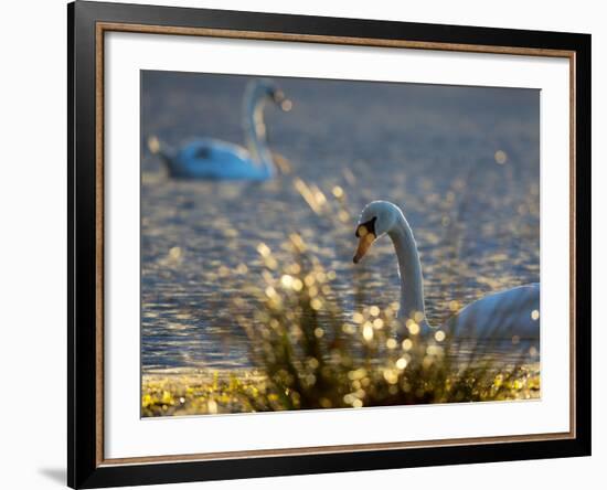 Two Swans Swim on a Pond in Richmond Park on a Sunny Morning-Alex Saberi-Framed Photographic Print