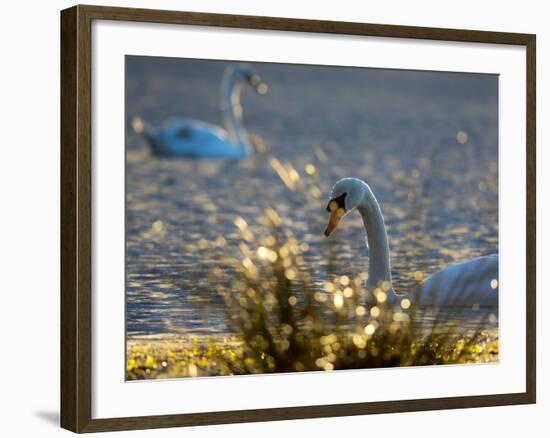 Two Swans Swim on a Pond in Richmond Park on a Sunny Morning-Alex Saberi-Framed Photographic Print