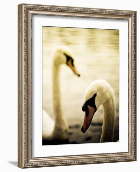 Two Swans Swimming on Lake-Clive Nolan-Framed Photographic Print