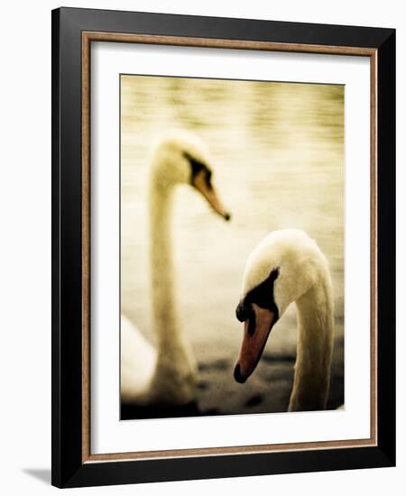 Two Swans Swimming on Lake-Clive Nolan-Framed Photographic Print