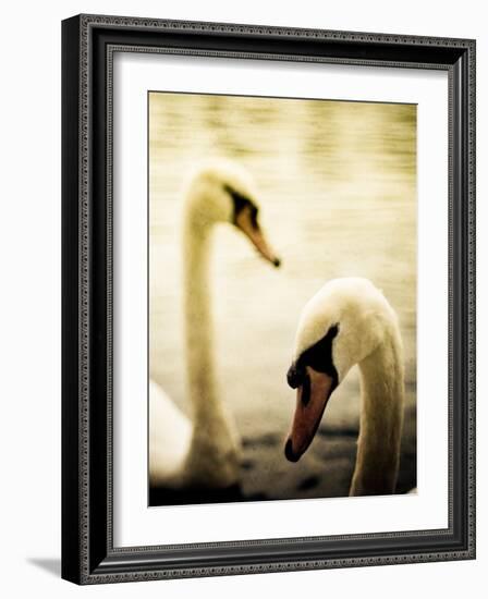 Two Swans Swimming on Lake-Clive Nolan-Framed Photographic Print