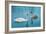 Two Swans-Vakhrushev Pavel-Framed Photographic Print