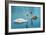 Two Swans-Vakhrushev Pavel-Framed Photographic Print