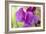 Two Sweet Pea Flowers-Cora Niele-Framed Photographic Print