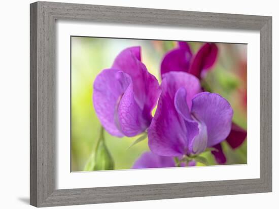 Two Sweet Pea Flowers-Cora Niele-Framed Photographic Print