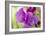 Two Sweet Pea Flowers-Cora Niele-Framed Photographic Print