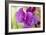 Two Sweet Pea Flowers-Cora Niele-Framed Photographic Print